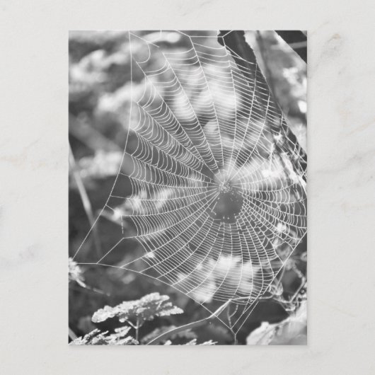 Spinnennetz in Langgras Postkarte (Vorderseite)