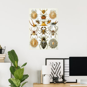 Spinnentiere von Ernst Haeckel, Vintage Spinnen Poster