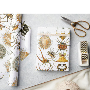 Spinnentiere von Haeckel, alte Spinnenillustration Geschenkpapier