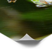 Spinnenweibchen Poster (Ecke)