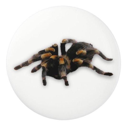 Spinnenzug Keramikknauf (Vorderseite)