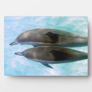 Spinner-Delphine   Oahu Hawaii Fotoplatte