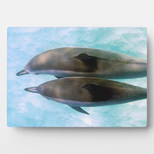 Spinner-Delphine | Oahu Hawaii Fotoplatte (Vorderseite)