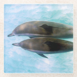 Spinner-Delphine   Oahu Hawaii Glasuntersetzer