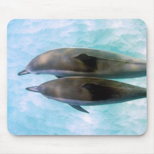 Spinner-Delphine | Oahu Hawaii Mousepad (Vorne)