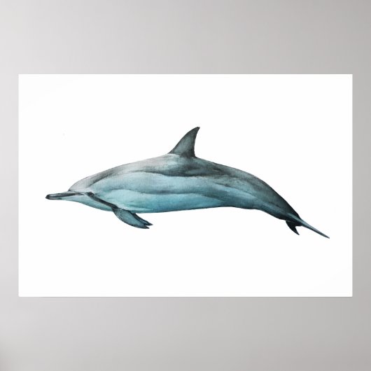 Spinner Dolphin realistic illustration Print Poster (Vorne)