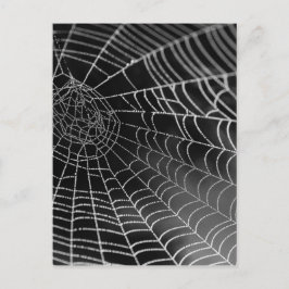 Spinngewebe mit Wasserperlen Postkarte