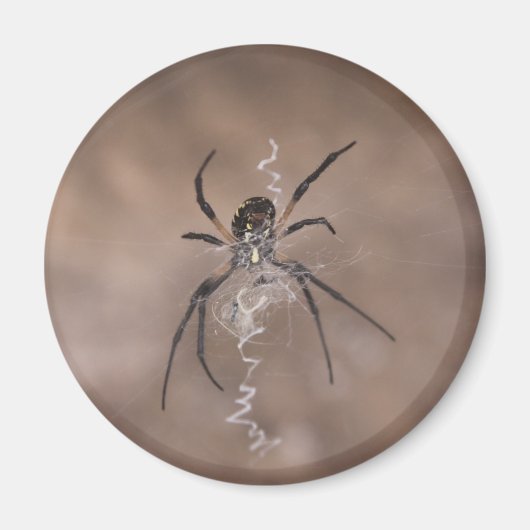 Spinnmagnete Magnet (Vorne)