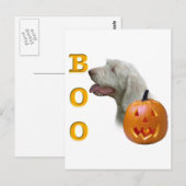 Spinone Italiano Boo Postkarte (Vorne/Hinten)