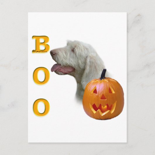 Spinone Italiano Boo Postkarte (Vorderseite)