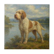 Spinone Italiano
