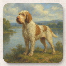 Spinone Italiano