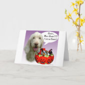 Spinone Italiano Halloween Candy Karte (Gelbe Blume)