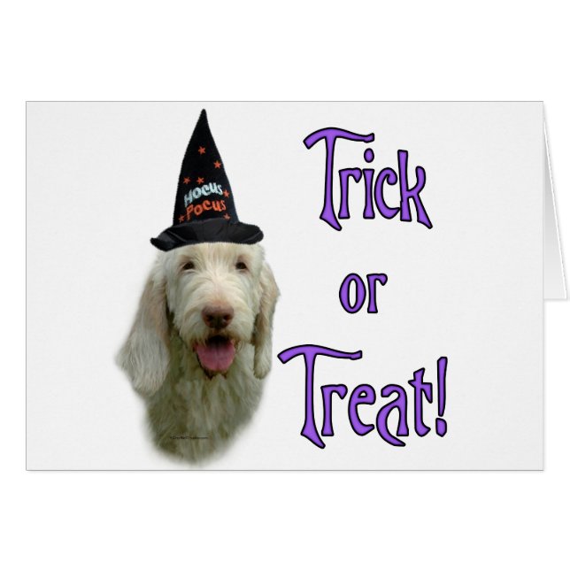 Spinone Italiano Trick (Vorderseite (Horizontal))