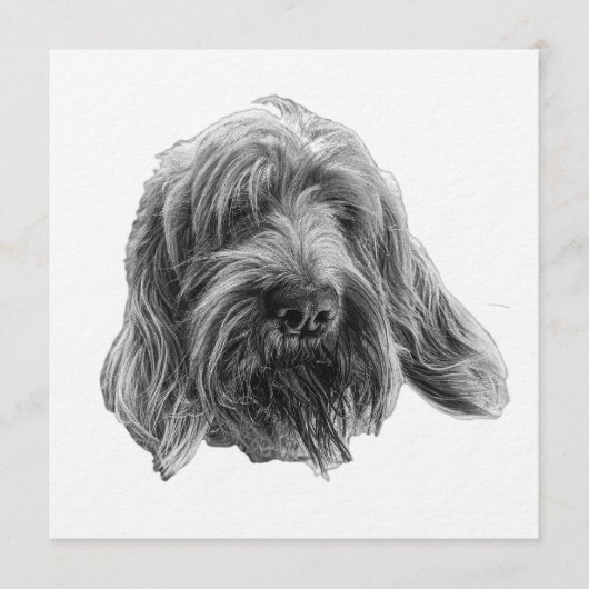 Spinone Supper Invite Einladung (Vorderseite)