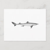 Spiny Dogfish (line art) Postkarte (Vorderseite)