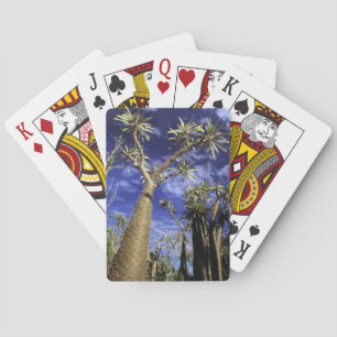 Spiny Forest aus Pachypodium-Bäumen Spielkarten