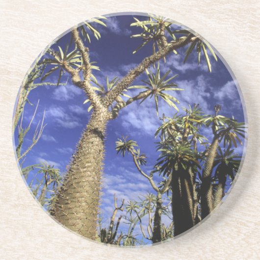 Spiny Forest aus Pachypodium-Bäumen Untersetzer (Vorne)