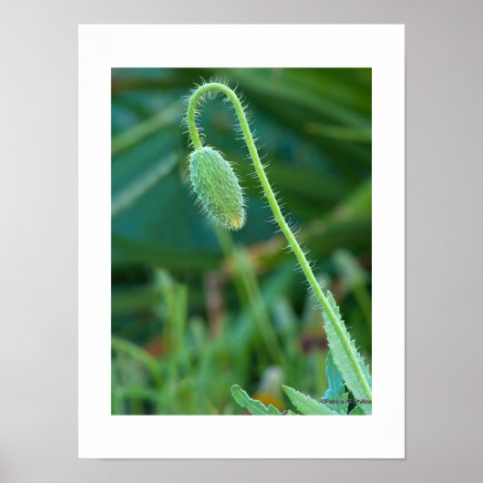Spiny Green Poppy Bud in Progress Macro Foto Poster (Vorne)