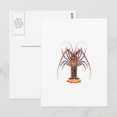 Spiny Lobster (asiatisch-pazifischer Raum) Postkarte (Vorne/Hinten)