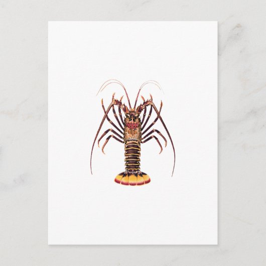 Spiny Lobster (asiatisch-pazifischer Raum) Postkarte (Vorderseite)