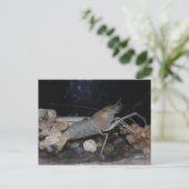 Spiny Lobster Postkarte (Stehend Vorderseite)