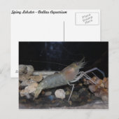 Spiny Lobster Postkarte (Vorne/Hinten)