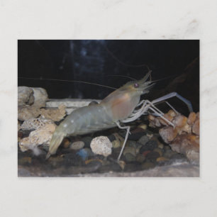 Spiny Lobster Postkarte