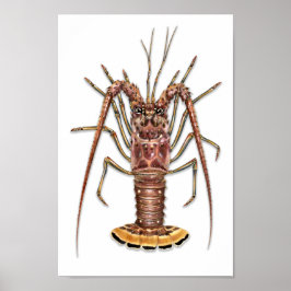 Spiny Lobster Print Poster