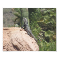 Spiny-Schwänze Iguana