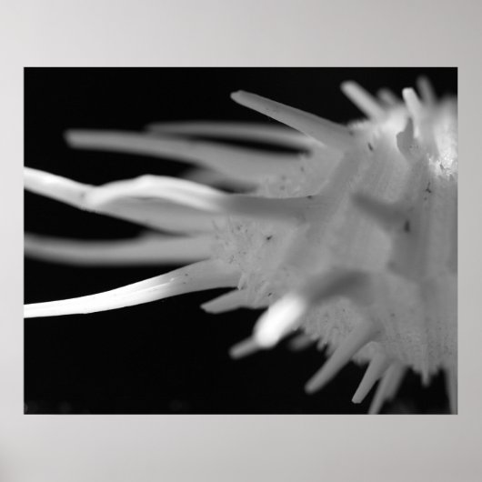 Spiny Seashell BW Fotograf - Große Printwerbung Poster (Vorne)