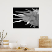 Spiny Seashell BW Fotograf - Große Printwerbung Poster (Küche)