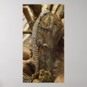 Spiny-Tail Lizard Cordylus Tropidosternum Poster (Vorne)