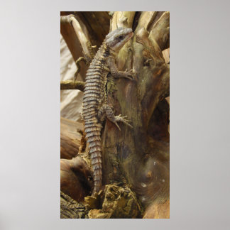Spiny-Tail Lizard Cordylus Tropidosternum Poster