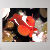 Spinycheek Anenomefish Poster (Vorne)