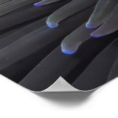 Spinycheek Clownfish Poster (Ecke)