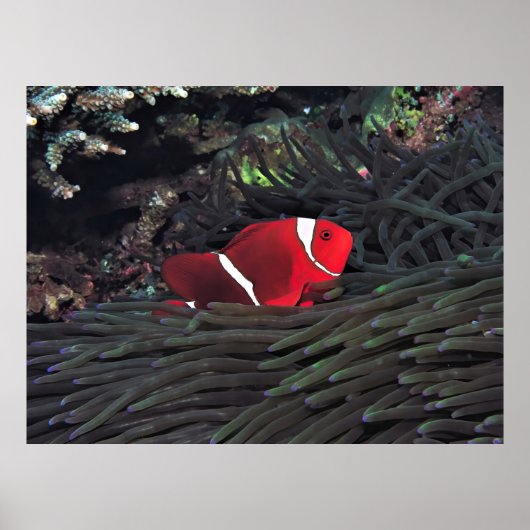 Spinycheek Clownfish Poster (Vorne)