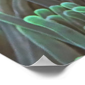 Spinycheek Poster (Ecke)