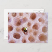 Spinyhead Blenny (akanthemblemaria spinosa) in Postkarte (Vorne/Hinten)