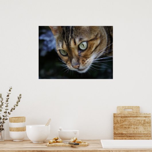Spionage Bengalischer Katze Poster (Küche)