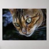 Spionage Bengalischer Katze Poster (Vorne)