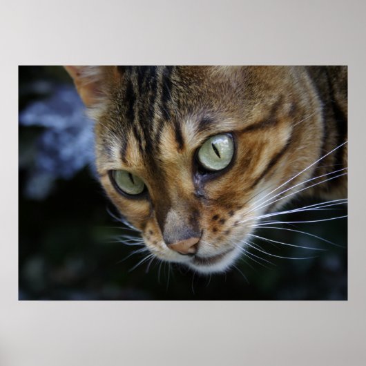 Spionage Bengalischer Katze Poster (Vorne)