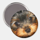 Spionierender Yorkie-Magnet Magnet (Vorderseite/Rückseite)