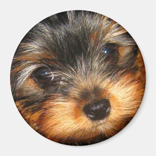 Spionierender Yorkie-Magnet Magnet (Vorne)