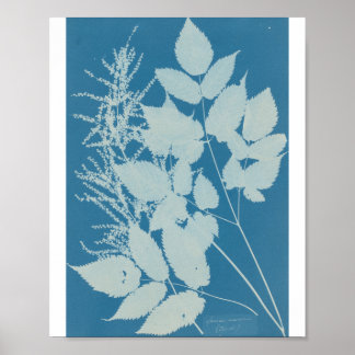 Spiraea aruncus von Anna Atkins Poster
