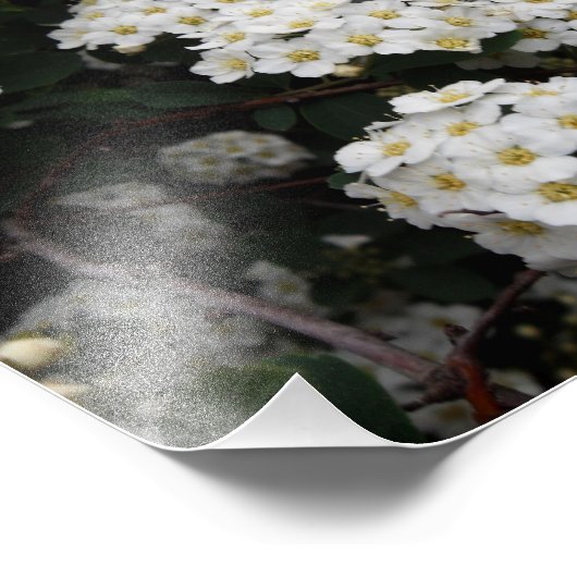 Spiraea Fotodruck (Ecke)