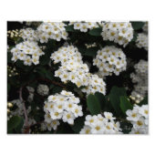 Spiraea Fotodruck (Vorne)