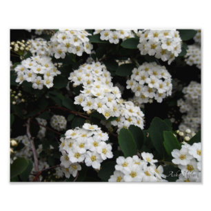 Spiraea Fotodruck