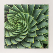 Spiral Aloe Fibonacci Puzzle (Horizontal)