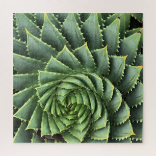 Spiral Aloe Fibonacci Puzzle